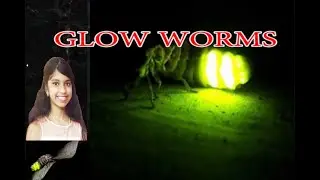 2nd Std | English Poem for children | GLOW WORMS