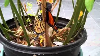Monarch Butterflies Hatched and Drying Wings