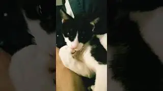 meow foot licking #shortvideos #meow #licking