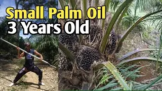 Oil palm plantations at the age of 3 years have already harvested 5 times