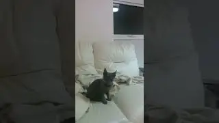 The first ever video of Lena the Russian Blue