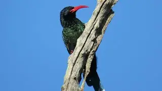 Green Wood Hoopoe call / sound