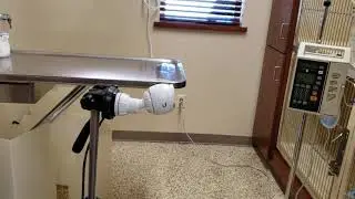 Freya at the Vet's Office