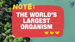 The world's largest organism