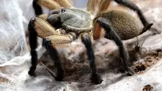 SOCOTRA BLUE BABOON - COMMUNAL -  Monocentropus balfouri maternal care