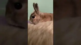 Rabbit learns he&rsquo;s adopted ( He run&rsquo;s away)
