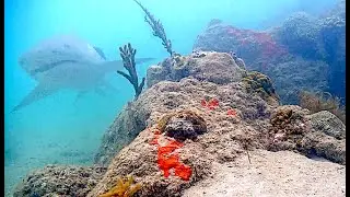 Shark on the Coral City Cam! A Lemon shark.  May 10, 2020