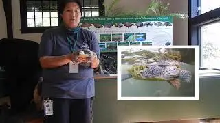 World Turtle Day 2020