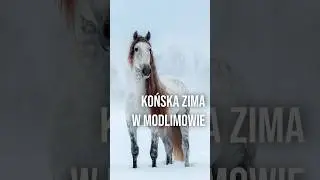 Ma sw&oacute;j urok Modlimowo zimą. Cisza i spokojny rytm stada, kt&oacute;re w końcu nie musi niczego udowadniać.