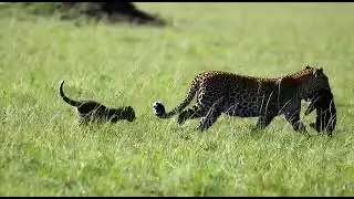 leopard moving her little cubs.