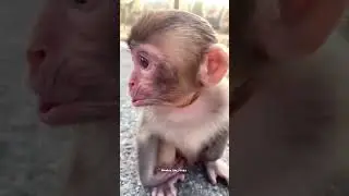 I Created A Monkey Baby Sound #shorts #monkeysound #trending
