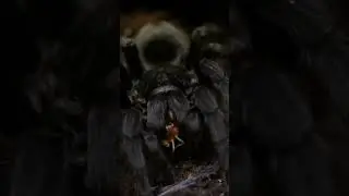 Meet the Tarantula - The Furry Arachnid of the Desert Realm! 🕷️🏜្ #educationalshorts #nature