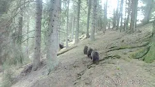 Trei urși &icirc;ntr-o pădure din Parcul Național Călimani din cadrul Romsilva