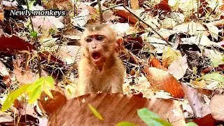 Axel baby monkey much hungry | Poor  baby Axel stayl out group