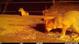 Ringtail & Grey Fox Interaction - Interesting to Watch