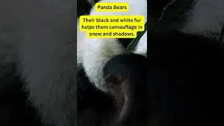 Daily Animal Tidbits: Panda Bears