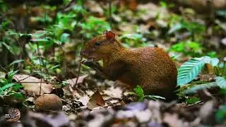 Brazil Nuts in Amazon Forest | Nuts Life Cycle| Squirrel Nutshell Breakers #brazilnuts