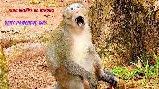 King Monkey Skippy Very Strong, Powerful Guy, Dominant On The Troop Now