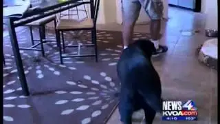 1 Monsoon in Tucson Dog Trainer Gerard Raneri discusses Dog Safety during Tucson Monsoon