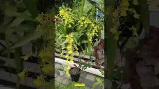 Oncidium | Dancing girl  #orchid  #shorts