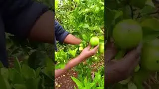 Evening Garden Walk & Surprise Harvest | Fresh Food from My Garden