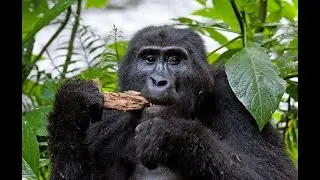 Uganda Wildlife & Gorilla Trekking Safari  Tribes Gorilla Tours