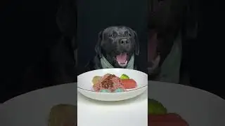 Hunger Was Loud. Black Labrador. Cute Pet Debut Plan