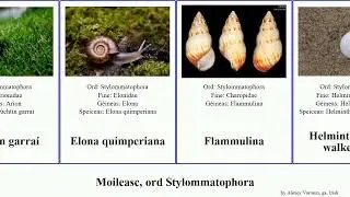 Moileasc, ord Stylommatophora rufus vulgaris ater mollusca picta marginata pulcherrima hortensis