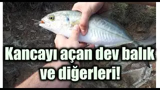 Kanca a&ccedil;an dev balık ve zorlu meralar | LRF Fethiye balık avı