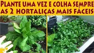 Plante uma vez e colha pra sempre! As 2 hortali&ccedil;as mais f&aacute;ceis para horta!