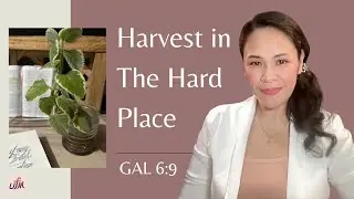Harvest in the Hard Place