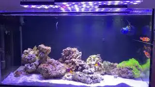 Day 1 of  relaxing reeftank