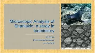 James Wetzel, PhD - Modeling Sharkskin: A Microscopic Study in Bio-mimicry