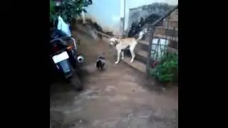 Драка. Петух против собаки. Петух рвет собаку !!!
