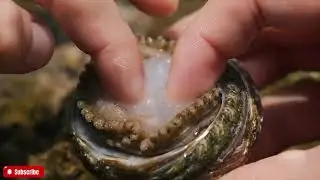 🔴 The FRESHEST Abalone ASMR You'll Ever See | Close-Up Visuals & Natural Ocean Sounds