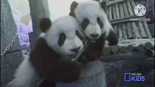 Nat Geo Kids Wild Animal Selfies in Peac Group