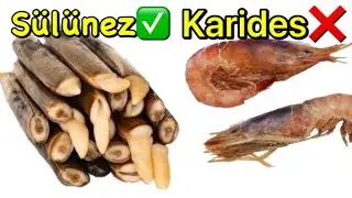 Sülünüzle Balık Avı ! Kral olmak için ülkeye ihtiyacı yok balıkların gönlüne taht kurmuş