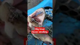 HUGE Rainbow Trout Caught oh Hover Strolling!   #fishing #troutfishing