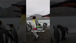 🤯Penguins Aren&rsquo;t What You Think 🐧❄️#PenguinLife #ArcticVibes #NatureSecrets