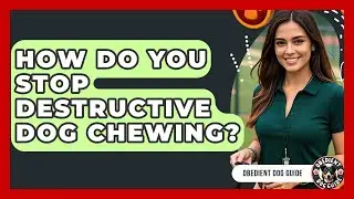 How Do You Stop Destructive Dog Chewing? - Obedient Dog Guide