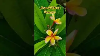 Imperial crown plumeria #imperialcrownplumeria #flowers #plumeria #hybridplumeria#gardeningflowers