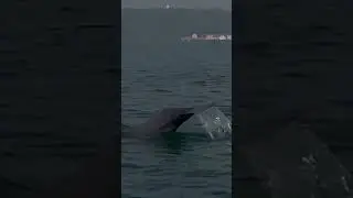 #dolphin #ride #goatour #trendingshorts #youtubeshorts #excited #fun #happy #like #share #subscribe