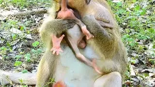 Day6-Daniela angry Dana so hungry milk, cute adorable baby monkey need milk