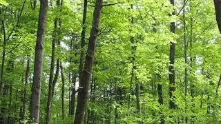 [10 Hours] Trees in a Sunny Forest - Video & Birdsong Soundscape [1080HD] SlowTV