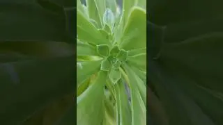 Herbarium: El Para&iacute;so Bot&aacute;nico oculto en Chile
