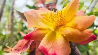 Planting The Most Beautiful Flowers In The ￼Backyard April Garden Tour 2025
