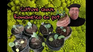 #CHOUX #ROMANESCO🌱 #culture en #pots