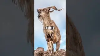 5 Mind Blowing Facts About Markhor! #animals #facts
