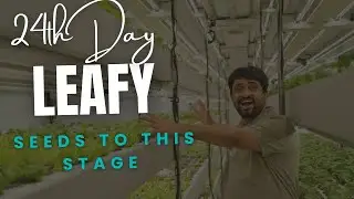How Fast Do Leafy Greens Grow in Container Farm? 🌱 24 Day Aeroponic Update