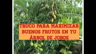 C&oacute;mo  Maximizar la Cosecha de Jobos